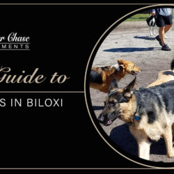 guide to dog parks in Biloxi